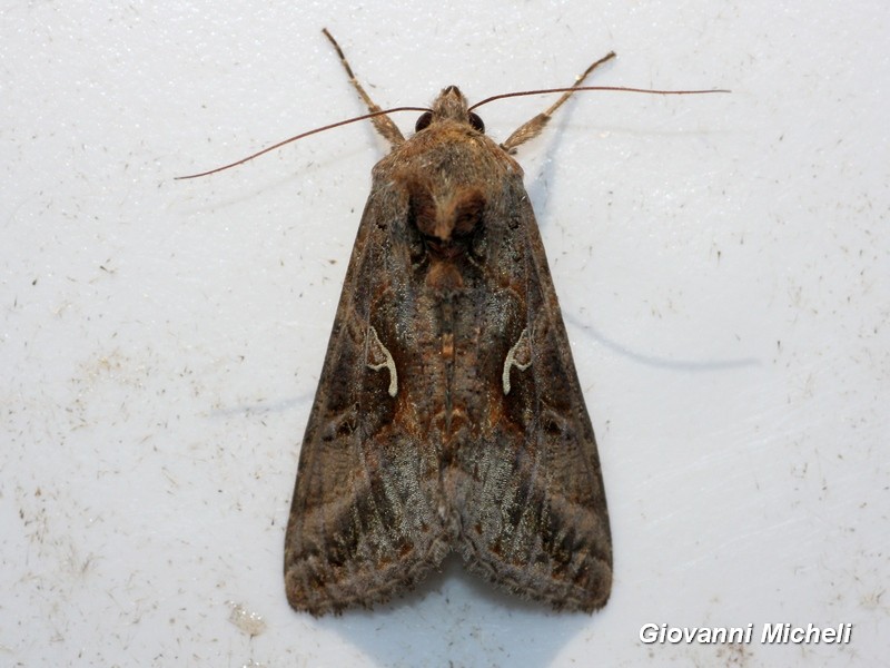 Noctuidae...